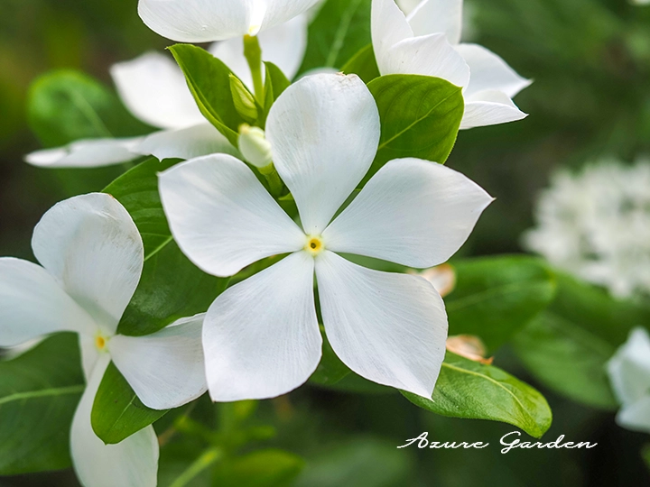ニチニチソウの花