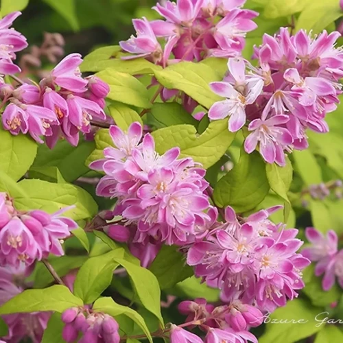 ベニバナバイカウツギ（紅花梅花空木）