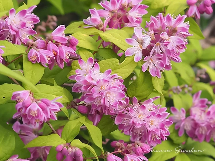 ベニバナバイカウツギ（紅花梅花空木）- Deuizia magicien