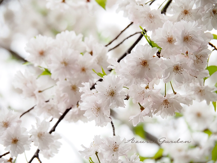 舞姫（まいひめ）- 'Maihime' sakura
