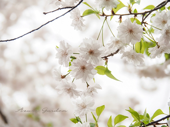 舞姫（まいひめ）- 'Maihime' sakura