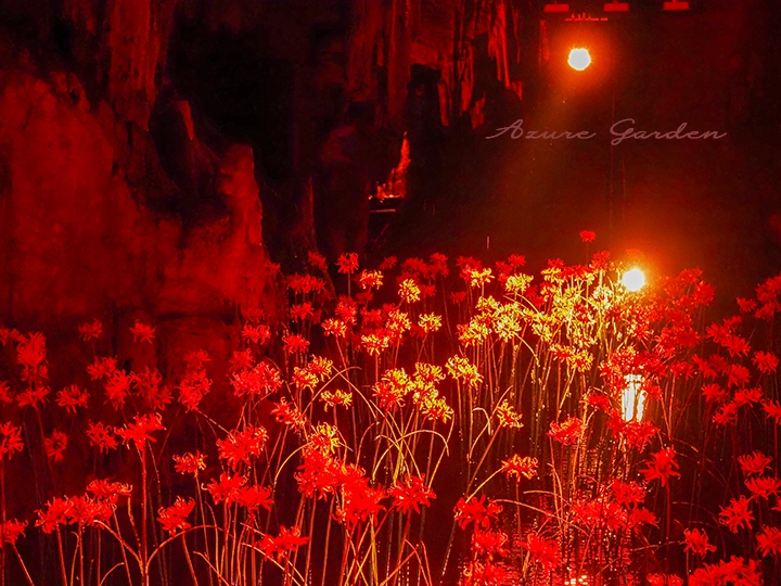 目の前に広がる1,000本のヒガンバナ