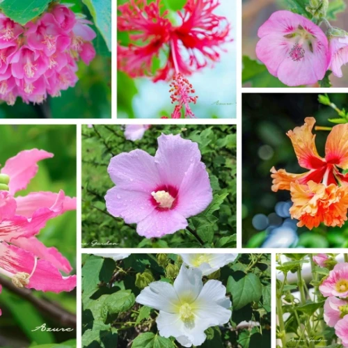 アオイ科のさまざまな花を並べたコラージュ写真