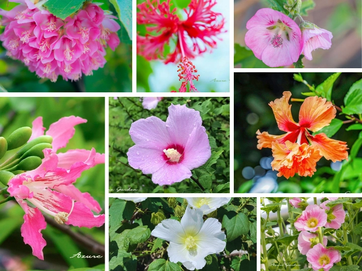 アオイ科のさまざまな花を並べたコラージュ写真