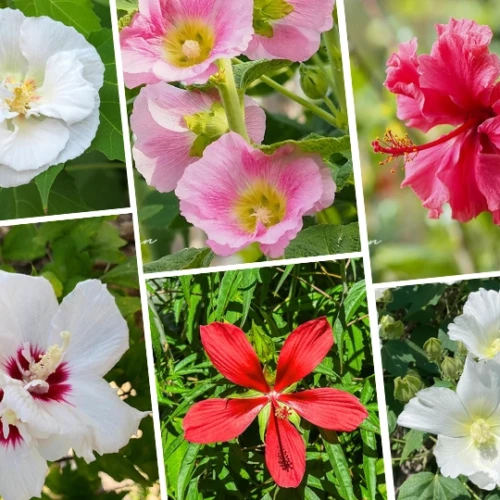 夏のアオイ科の植物たち - Malvaceae