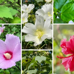 ハイビスカス・フヨウ・ムクゲ｜見分け方と特徴を比較表で紹介