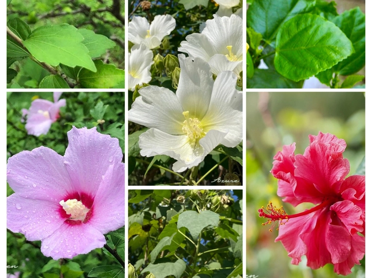 夏のアオイ科の植物たち - Malvaceae