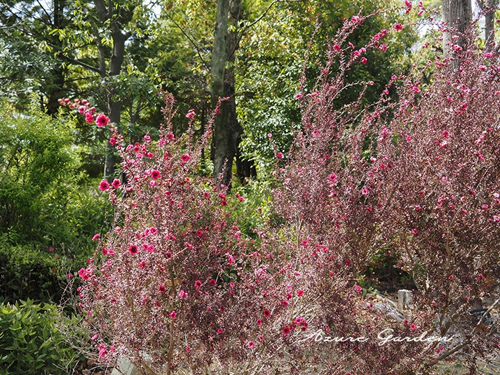 公園の植栽で見られたギョリュウバイ