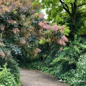 自然の風景を模倣した風景式庭園（インフォーマルガーデン）
