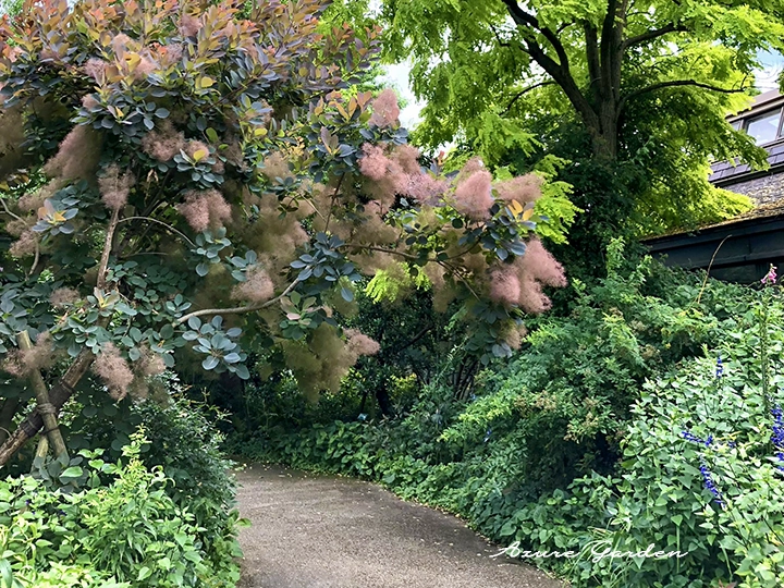 スモークツリーのある風景式庭園