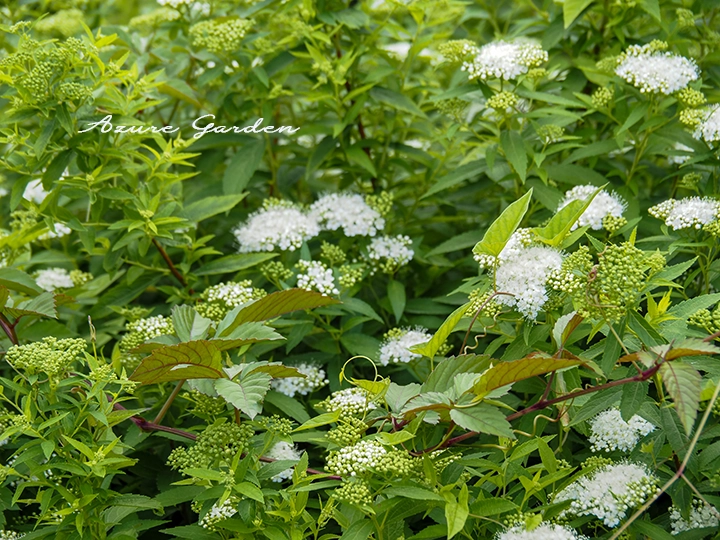 白い小花と緑色のつぼみを枝先につけるシロバナシモツケ