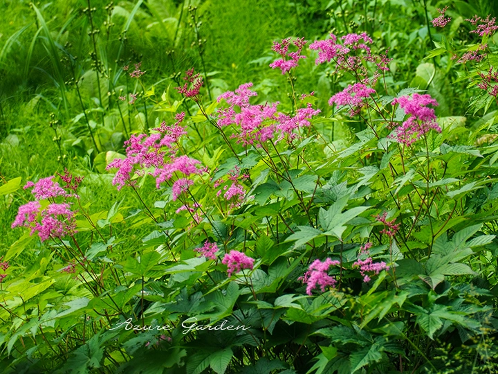 緑の葉の間から茎を伸ばし、ピンク色の花を咲かせるシモツケソウ