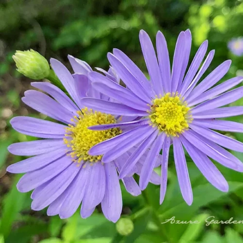 ヒナギク(雛菊)