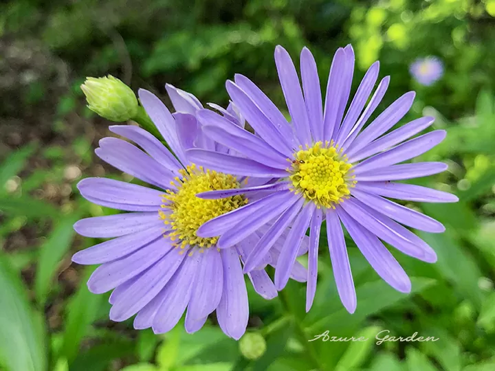 ヒナギク（雛菊）