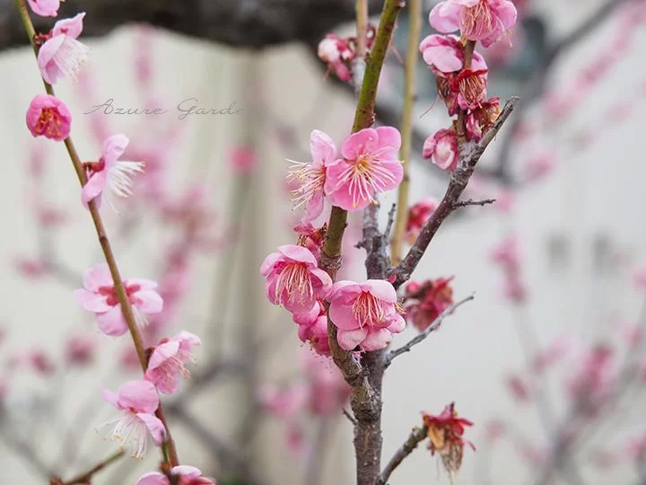 道知辺（みちしるべ）