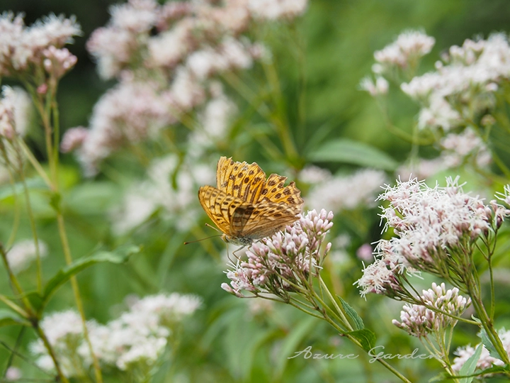 フジバカマの蜜を吸うミドリヒョウモン