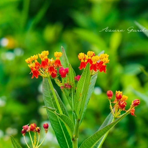 アスクレピアス - Milkweed