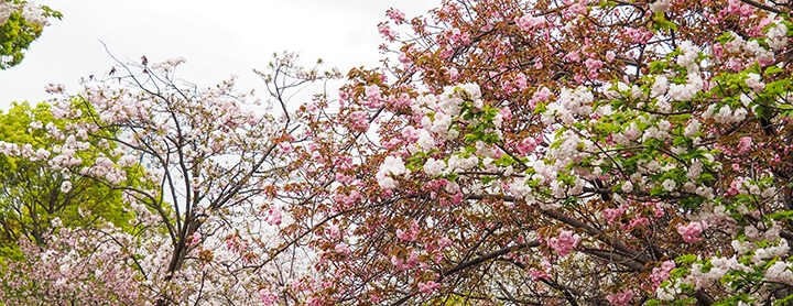 造幣局「桜の通り抜け」2026