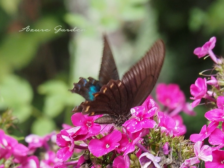 フロックスの蜜を吸うミヤマカラスアゲハ