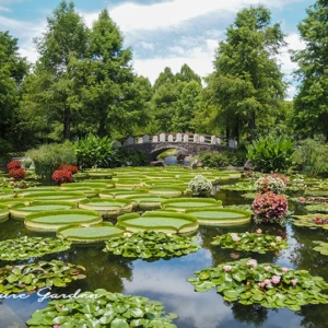 水性植物みずの森|スイレン・ハス・パラグアイオニバスが楽しめる夏のおでかけ
