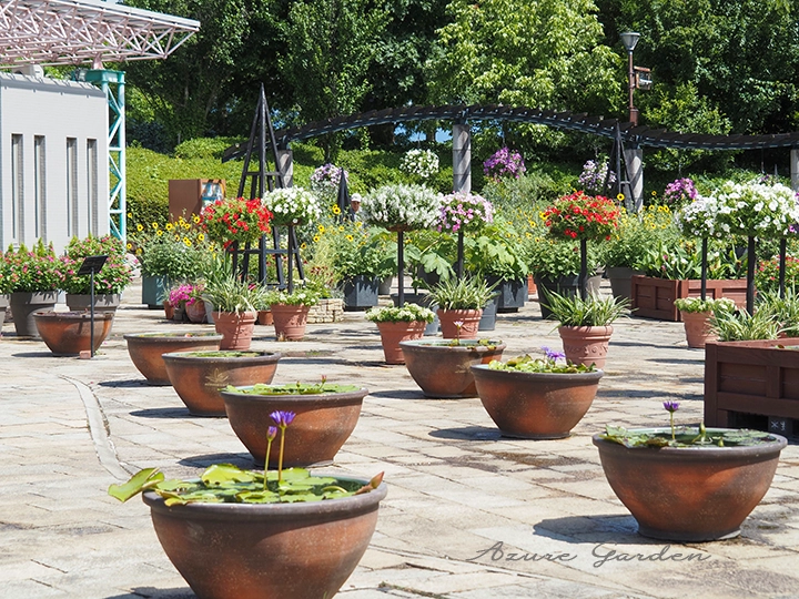 コミュニティ広場では季節の花々とスイレンの鉢がお出迎え