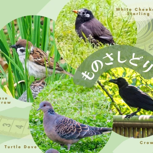 ものさしどりの４メンバー