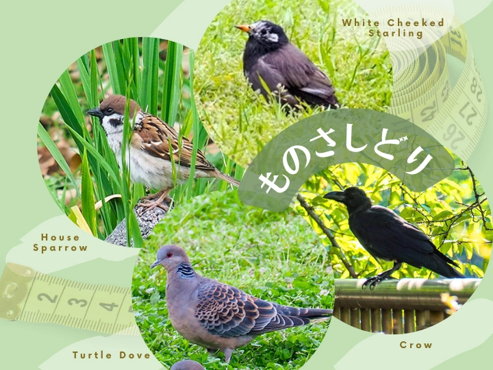 ものさしどりの４メンバー