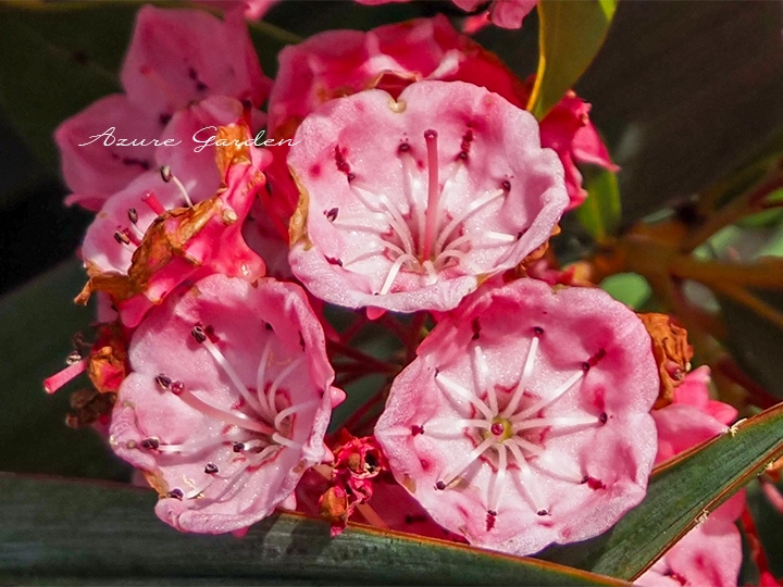 カルミアの花の内側に見える放射状のおしべと五角形の模様