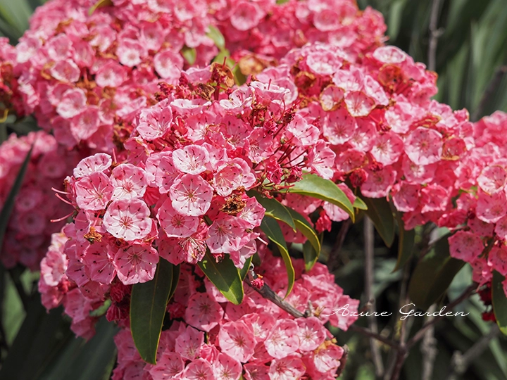 鮮やかなピンク色の花をまとまって咲かせるカルミア