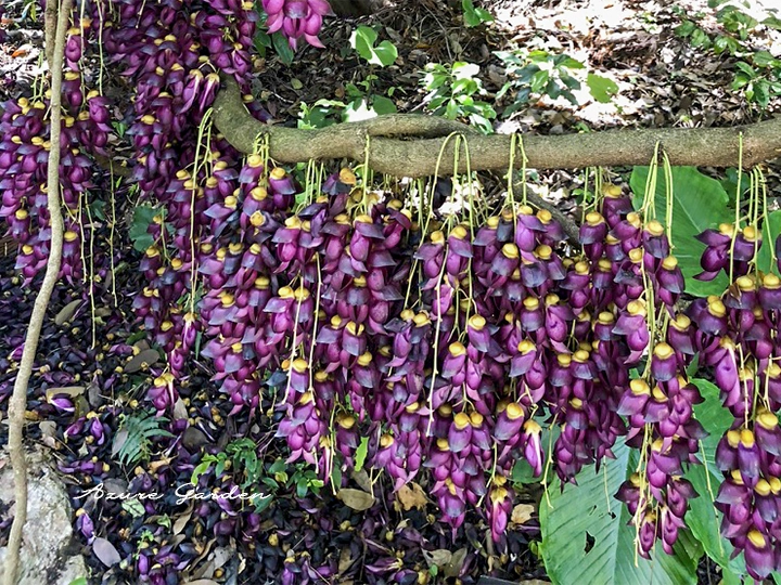 紫色の花房を垂らすトビカズラ