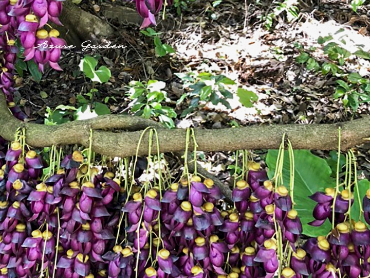 枝いっぱいに花房を垂らすトビカズラ
