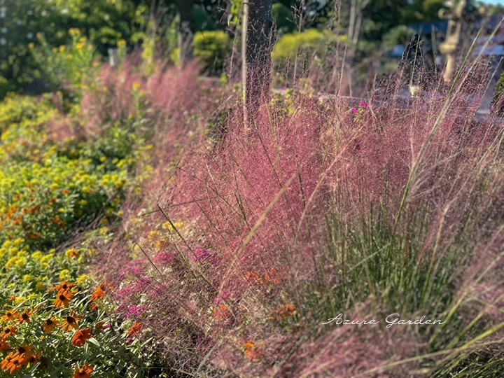 秋の花壇に植栽されたミューレンベルギア・カピラリス