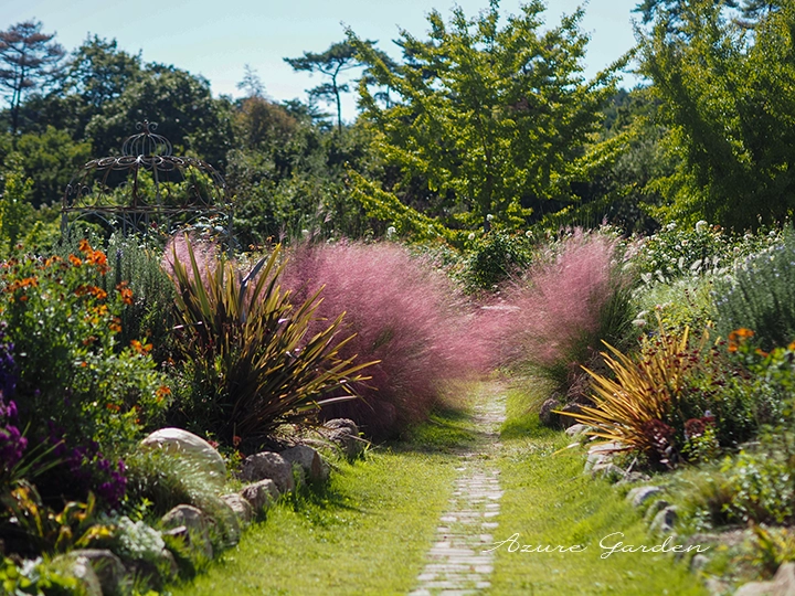 庭園でほかの植物と組み合わせて植栽されたミューレンベルギア・カピラリス