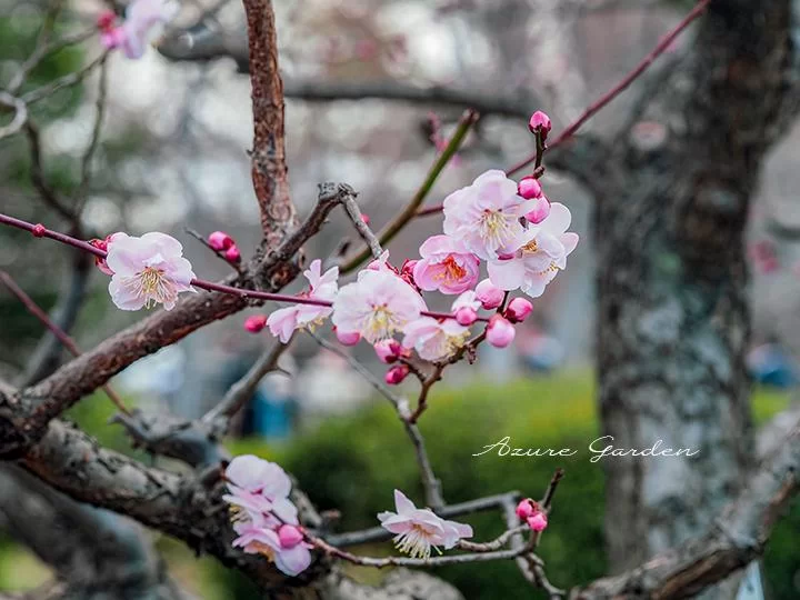 武蔵野（むさしの）