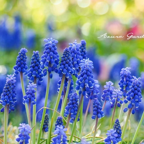 ムスカリ - Muscari