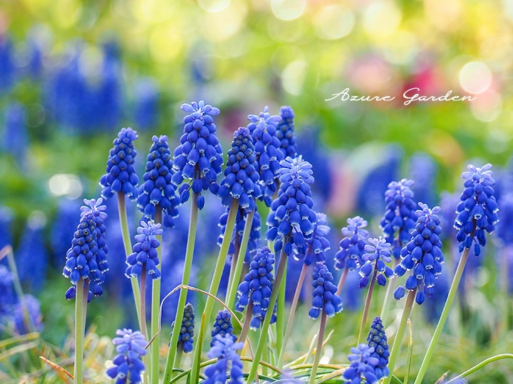 ムスカリ - Muscari