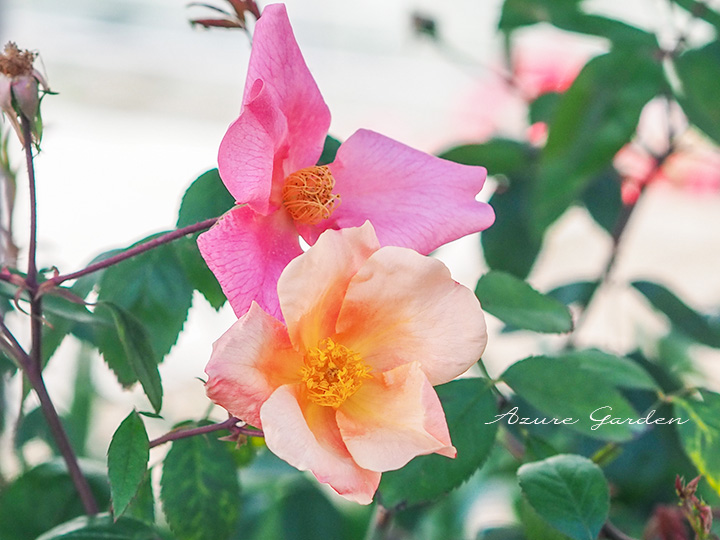 ムタビリス（Mutabilis）