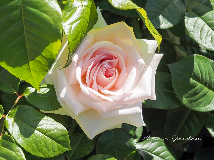 マイガーデン（My Garden）