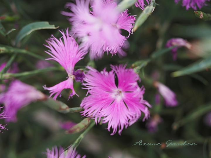 ナデシコ(撫子)- Dianthus
