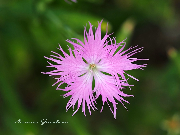 ナデシコ（撫子）の花