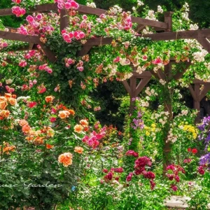 長居植物園 バラ園｜バラとクレマチスが彩る絵本のような風景