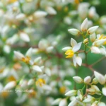 ナンテン（南天）