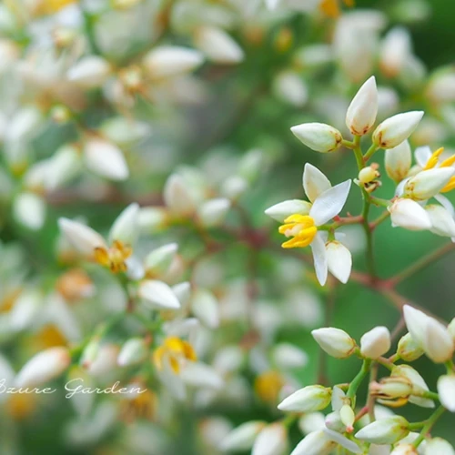 ナンテン(南天)の花
