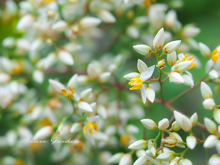 ナンテン（南天）の花