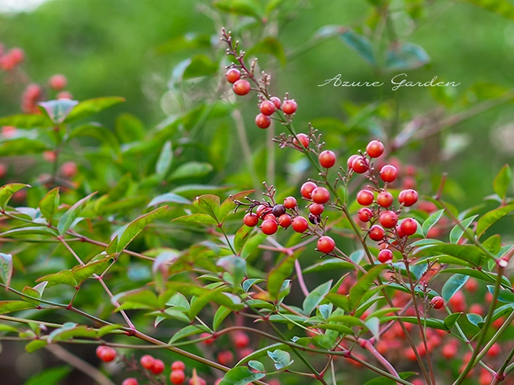 ナンテン（南天）の実