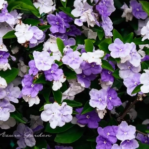 ニオイバンマツリ（匂蕃茉莉）｜色変わりが楽しめる香り高い花