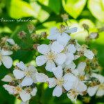 ノイバラ（Rosa multiflora）