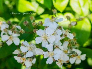 ノイバラ(Rosa multiflora)