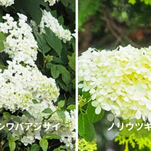カシワバアジサイとノリウツギの違い｜葉や花の特徴を比較
