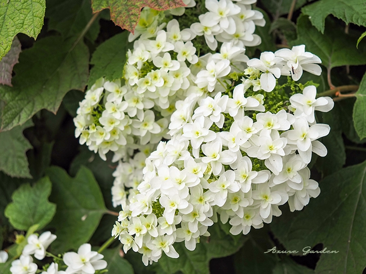 カシワバアジサイ（柏葉紫陽花）｜円錐形の花と葉の美しさが特徴の